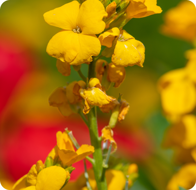 L’Erysimum