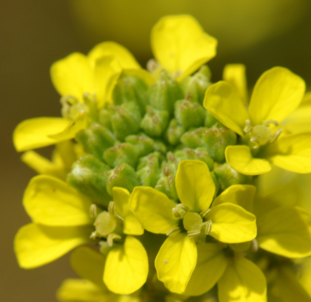 Erysimum