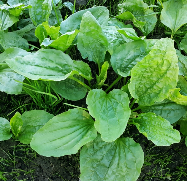 Plantain