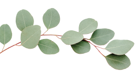 Eucalyptus