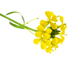 Fleur