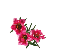 Fleurs