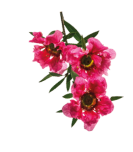 Fleurs