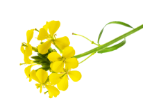 Fleur