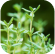 Thym blanc