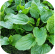 Plantain