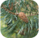Pin sylvestre