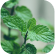 Menthe poivrée