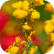 Extrait d’Erysimum
