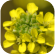 Erysimum