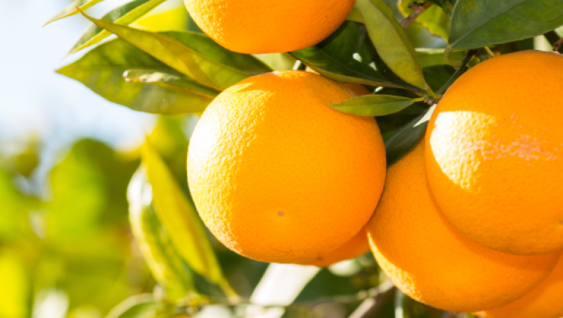 Oranges