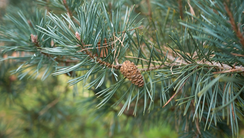 Pin Sylvestre