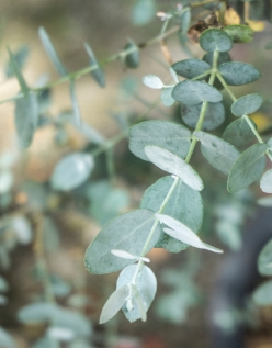 Eucalyptus Radié