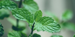Menthe Poivrée