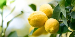 Citronnier